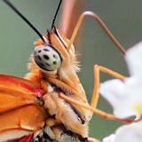 Orange Butterfly_28220crop